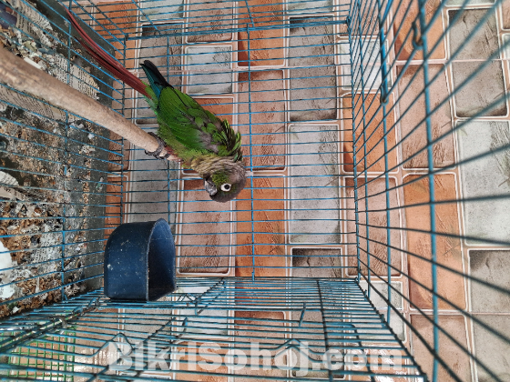 কনূর পাখি